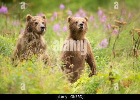 Kodiak Brown Bear cubs on Kodiak National Wildlife Refuge in Kodiak ...