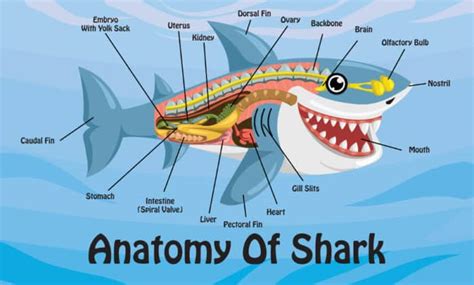 Baby Shark Anatomy