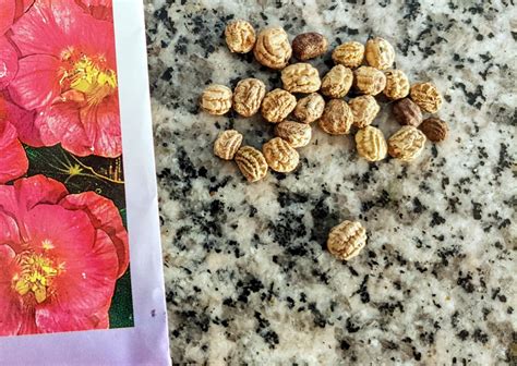 Harvesting Nasturtium Seeds | 4 Easy and Fun Steps - Bunny's Garden