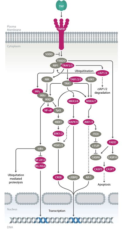 Tnf Alpha Structure