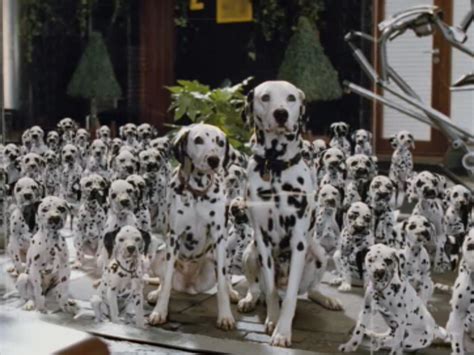 101 dalmatians | Disney live, 101 dalmatians cartoon, Disney live action