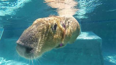 Sweetie Swims | Capybara, Animals, Mammals