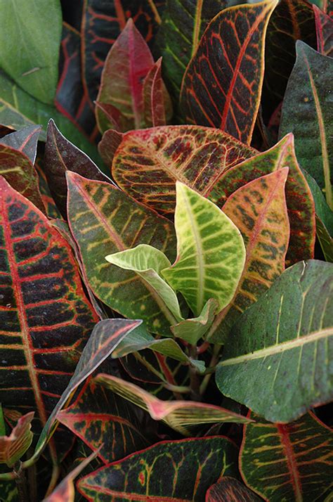 Variegated Croton (Codiaeum variegatum 'var. pictum') in Long Island ...