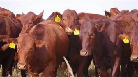 Bonsmara Cattle for sale - Trans Africa Farm