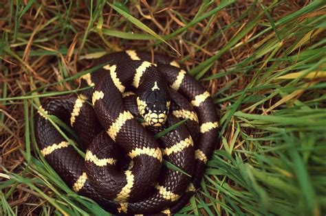 Are Kingsnakes Venomous? - Wildlife Informer