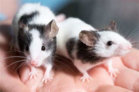 150+ Cute And Unique Boy & Girl Pet Rat Names In 2022 - We're All About ...