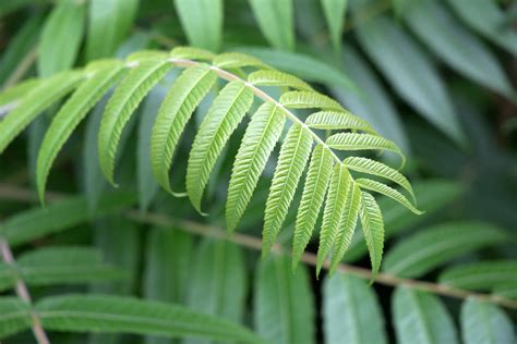 Green Plant Leaves Royalty-Free Stock Photo