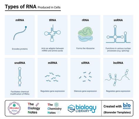 Types of RNA | Biology facts, Teaching biology, Biology lessons