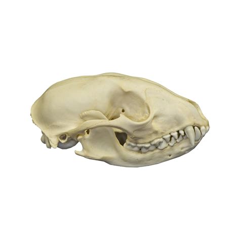 Real Raccoon Skull — Skulls Unlimited International, Inc.