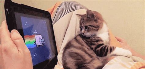 cat watching gifs | WiffleGif