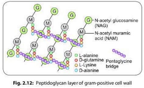 Bacterial Cell Wall: Structure & Functions