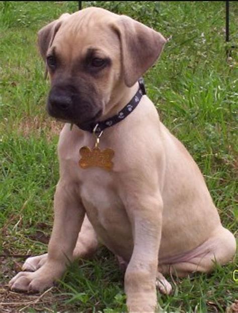 Southern Cur. Too CuTe!! | Black mouth cur, Black mouth cur dog, Black ...