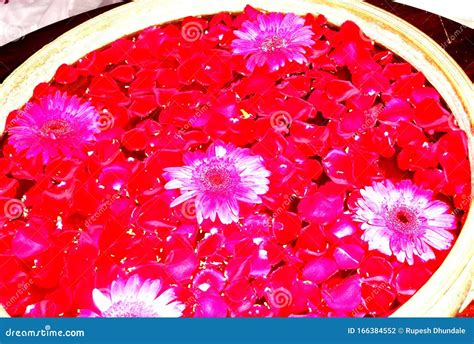 Beautiful Flowers in Water Tub Stock Photo - Image of colourful, water ...