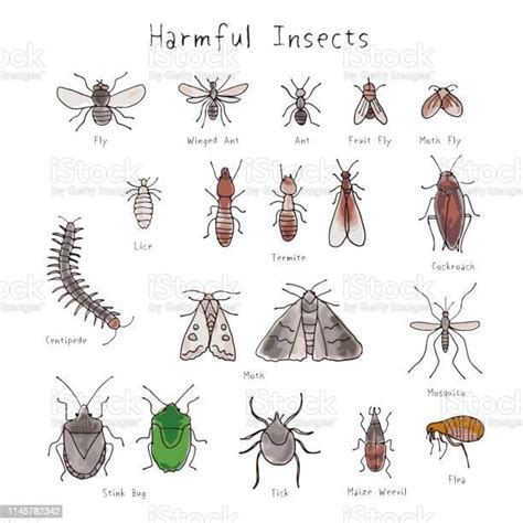 Set Of Harmful Insects Hand Drawn Watercolor Illustration Stock ...