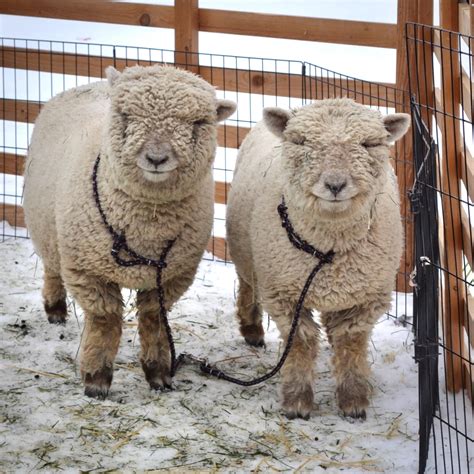 Babydoll sheep smiling for the camera.http://bit.ly/2BBQOvk | Babydoll ...