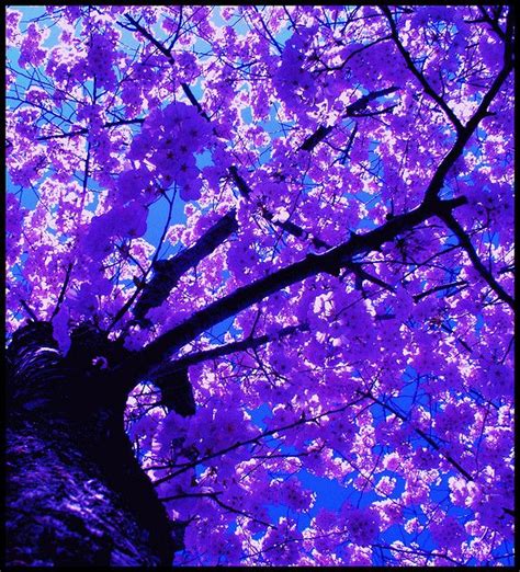 Cherry | Purple trees, Beautiful nature, Beautiful flowers