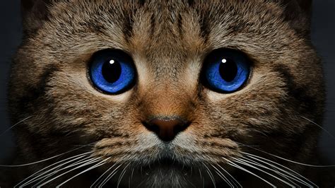 Blue Eyes Cat Wallpaper | PixLith