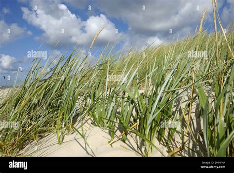 European Beach Grass on Liepaja Beach Stock Photo - Alamy