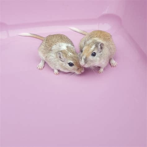 Gerbil care