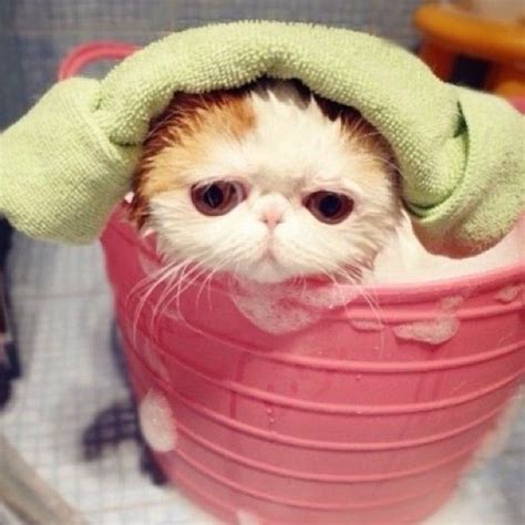 27 Cats Getting Baths | Cute cats and dogs, Snoopy cat, Cute cats