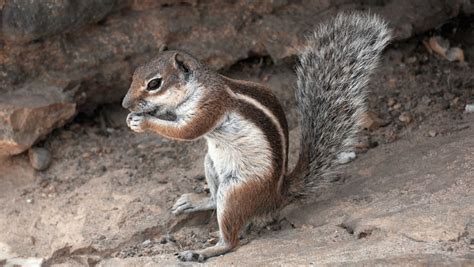 Discover the Barbary Ground Squirrel Habitat