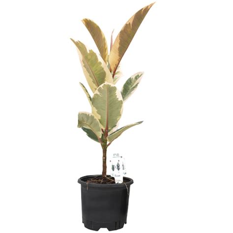 Ficus Variegated - Trees Herbs and More