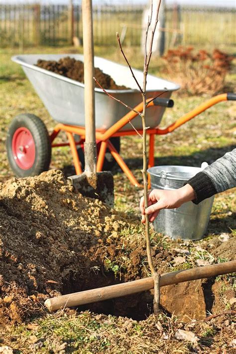 A step-by-step guide to planting fruit trees correctly