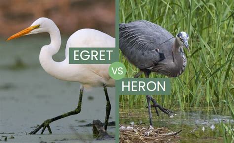 Egret vs Heron – What Sets Them Apart?