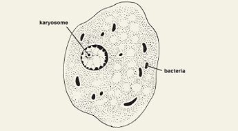 Entamoeba Histolytica Morphology