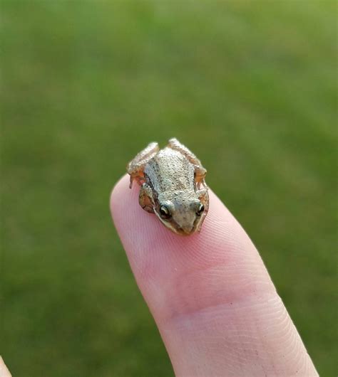 I found the smallest frog i've ever seen. | Small frog, Cute little ...