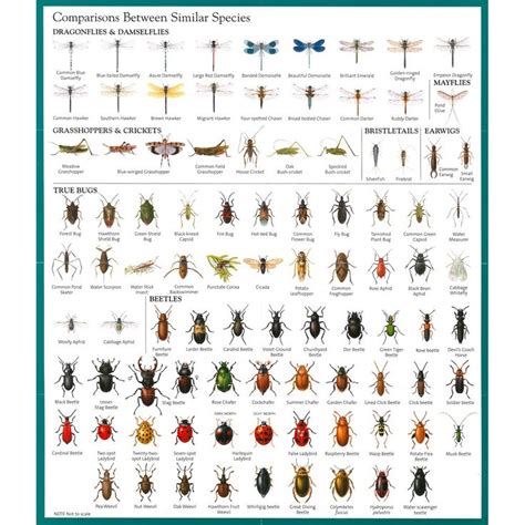 Insect Identification Chart | 1. Garden of Earthy Delights | Pinterest ...