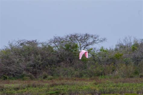 Aransas National Wildlife Refuge - Port Aransas 1streetover travel blog