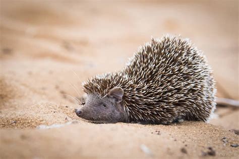 A Tenrec Hedgehog is a species of rodent endemic to Madagascar. It ...