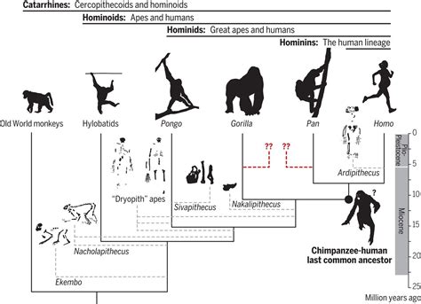 Fossil apes and human evolution | Science