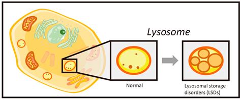 Biomarkers for Lysosomal Storage Disorders with an Emphasis on Mass ...