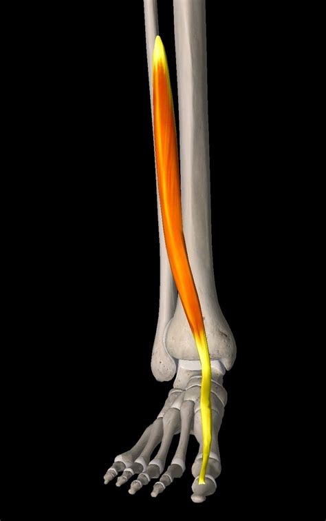 Extensor Tendinitis most commonly affects the EHL muscle within the ...