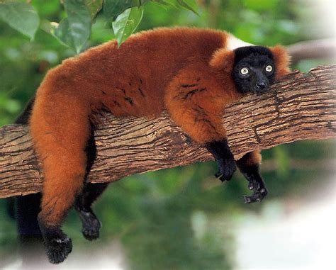 Red Ruffed Lemur Facts, Diet, Habitat, Pictures