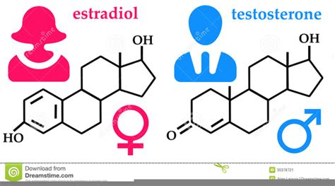 Hormones Clipart | Free Images at Clker.com - vector clip art online ...