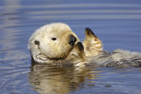 Wildlife - Catalina Island Ecosystem