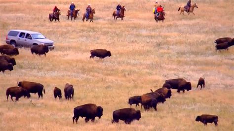 CUSTER STATE PARK BISON ROUND UP - YouTube