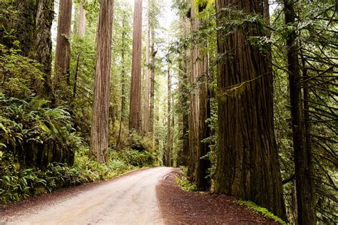 Redwood National Park