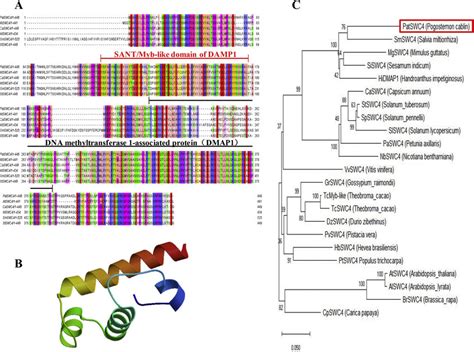 Bioinformatics analysis of PatSWC4 amino acids. (A) Amino acid sequence ...