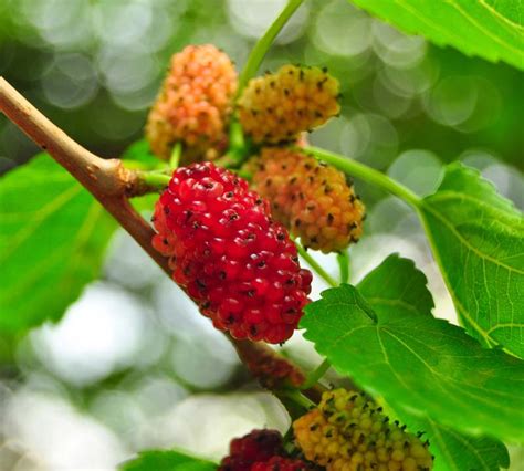 Weeping White Mulberry tree for sale - Morus alba 'Pendula' - King and ...