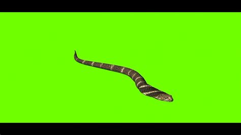 Green Screen Snake | Green Screen video | @syedashahtv - YouTube