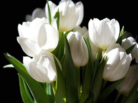 White Tulips Wallpaper - WallpaperSafari