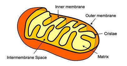 #94 Structure and function of the mitochondrion | Biology Notes for A level