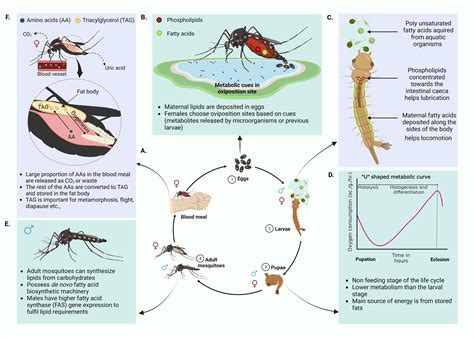 Frontiers | The buzz in the field: the interaction between viruses ...