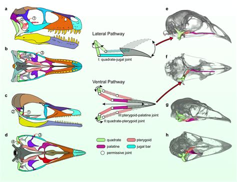 Bird Skull Anatomy