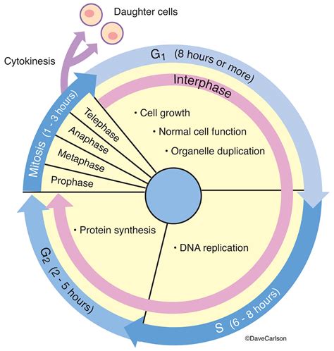 Cell Cycle | Carlson Stock Art