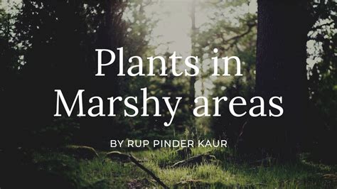 plants in marshy areas|marshy area meaning in hindi|mangrove plants ...